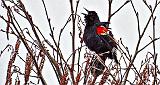 Red-winged Blackbird Singing_DSCF19713